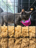憨憨宠猫笼折叠猫笼子大号猫别墅加粗加密双层猫舍猫窝宠物猫咪用品家用 黑色 850双层 实拍图
