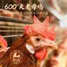 七鲜私厨 云南菌菇老母鸡汤3.46斤（半只整鸡） 加热即食汽锅鸡预制菜速食 实拍图