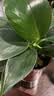 花翁金钻盆栽绿植物大盆绿萝除室内甲醛花卉水培办公净化空气源头直发 实拍图