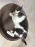 诚实一口P40全价猫粮成猫幼猫室内外80%鲜肉高蛋白益生菌养胃乳鸽味1.5kg 实拍图