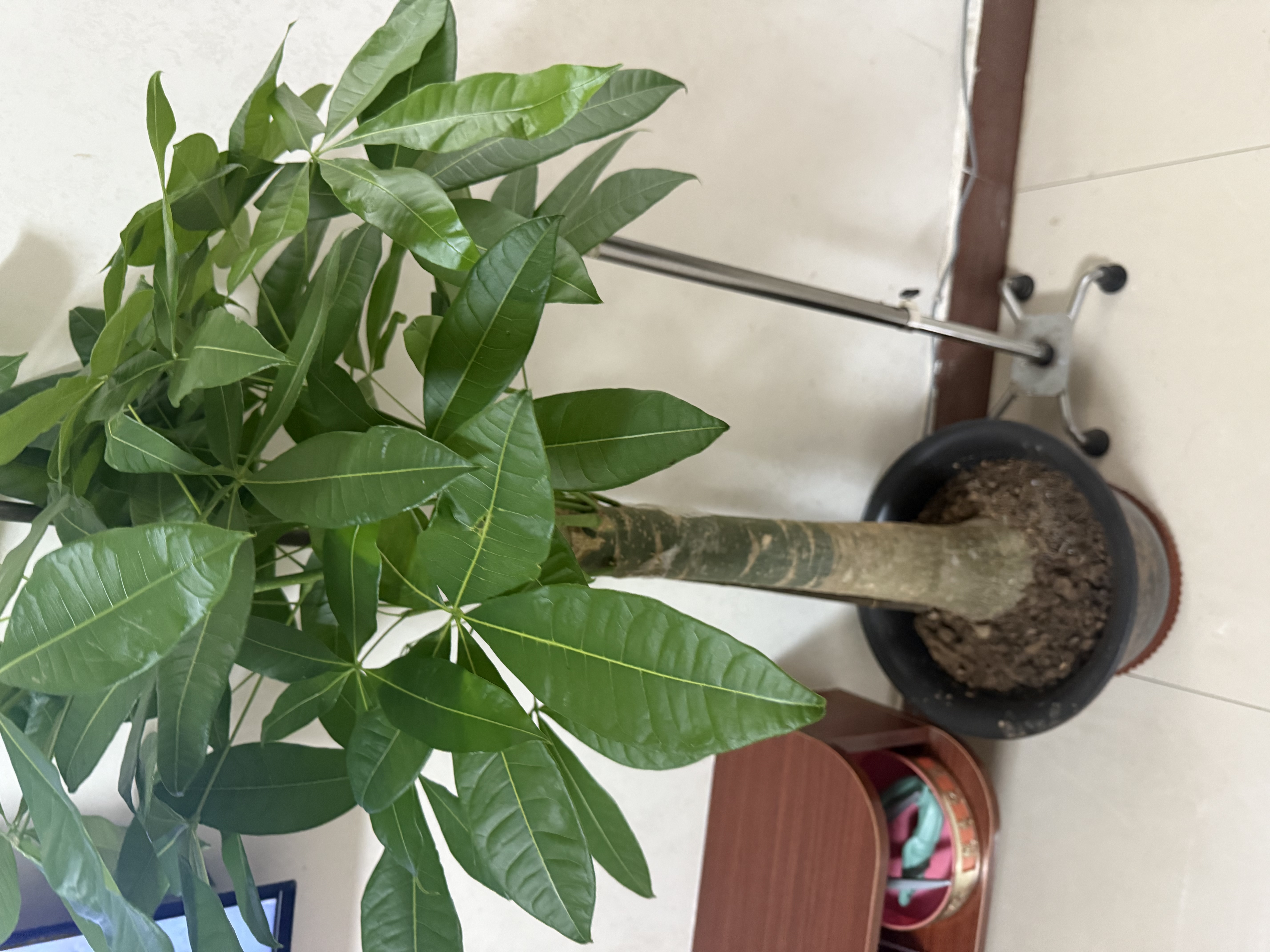 京东绿植发财树大型盆栽客厅室内真绿植办公室开业送礼独杆招财树源头直发 实拍图