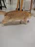 喵仙儿猫爬架剑麻猫抓柱小型耐磨猫咪逗猫抓板玩具自嗨解闷神器 实拍图
