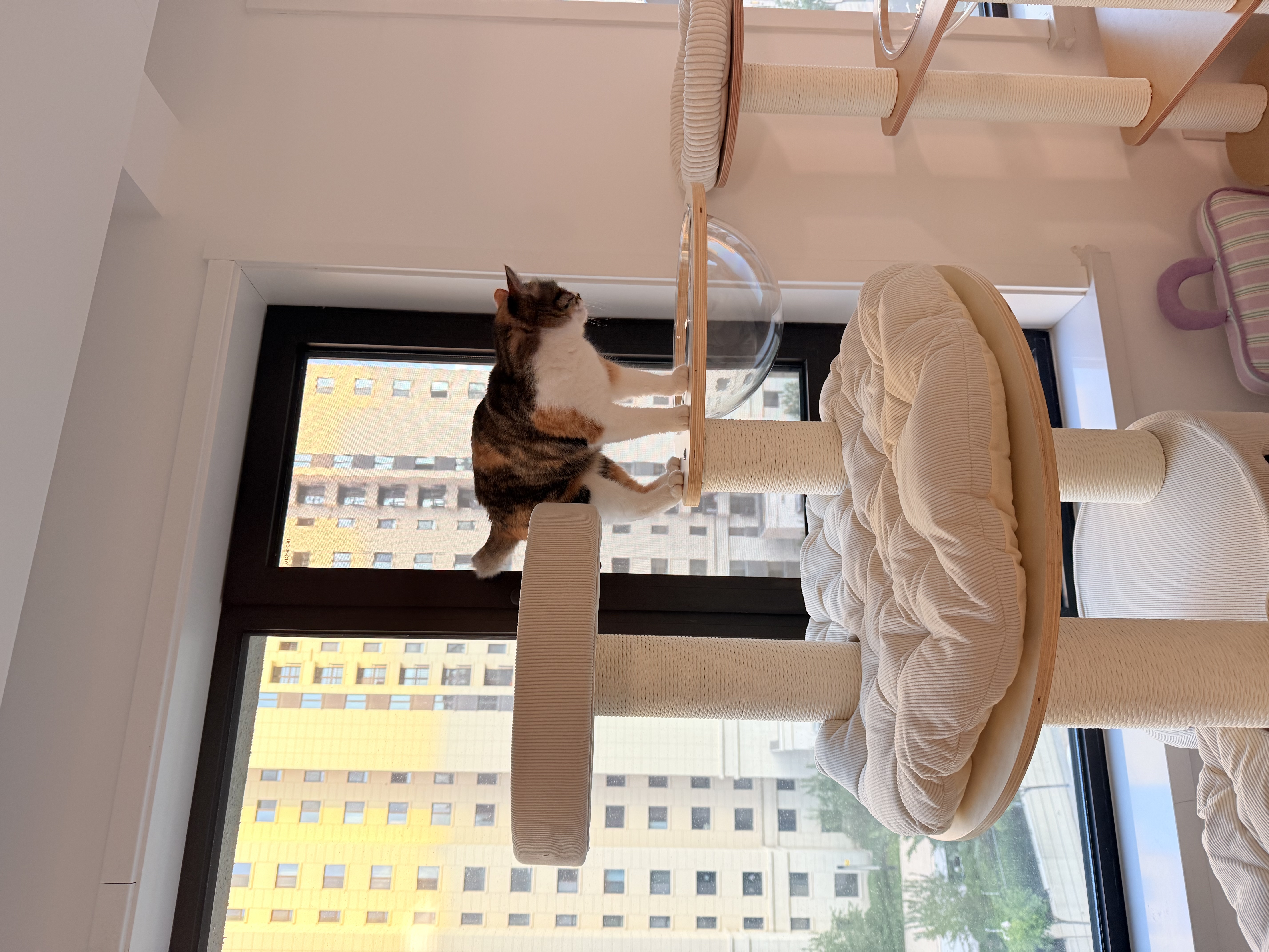 兽牌森林猫爬架大型猫树猫窝一体豪华剑麻猫架太空舱缅因大猫四季适用 森林Plus【实木上漆款】 实拍图