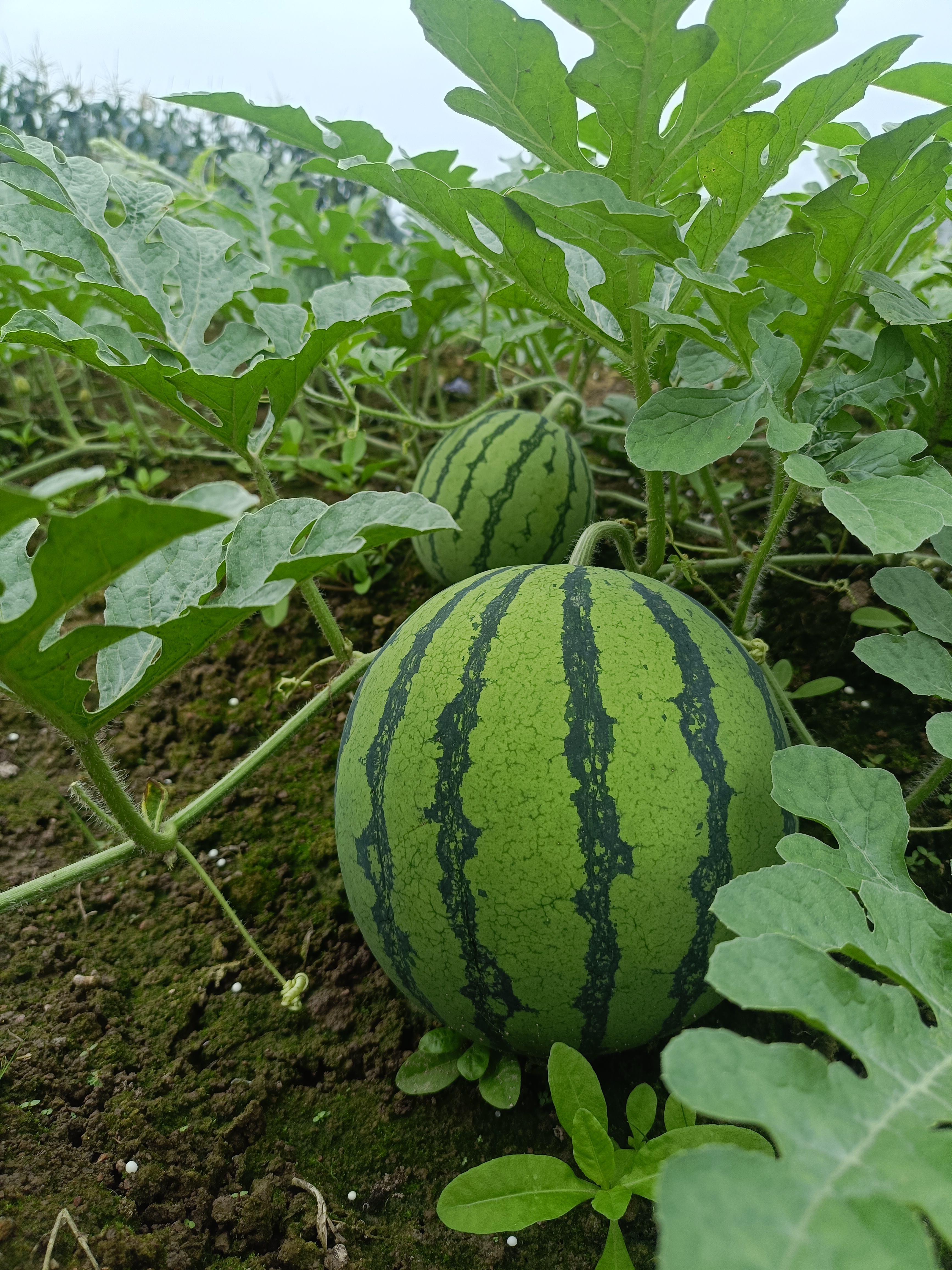 ARROW箭牌照明 吸顶卧室灯原装普瑞光源阳台过道厨房现代简约灯具 48W 12㎡内适用 原装普瑞光源-37CM三色 实拍图