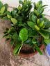 意轩 【带花苞】阳台室内盆栽花卉栀子花树苗大叶绿植四季开花枝子花 独杆栀子花【5年苗】【带花苞】 不含盆 实拍图