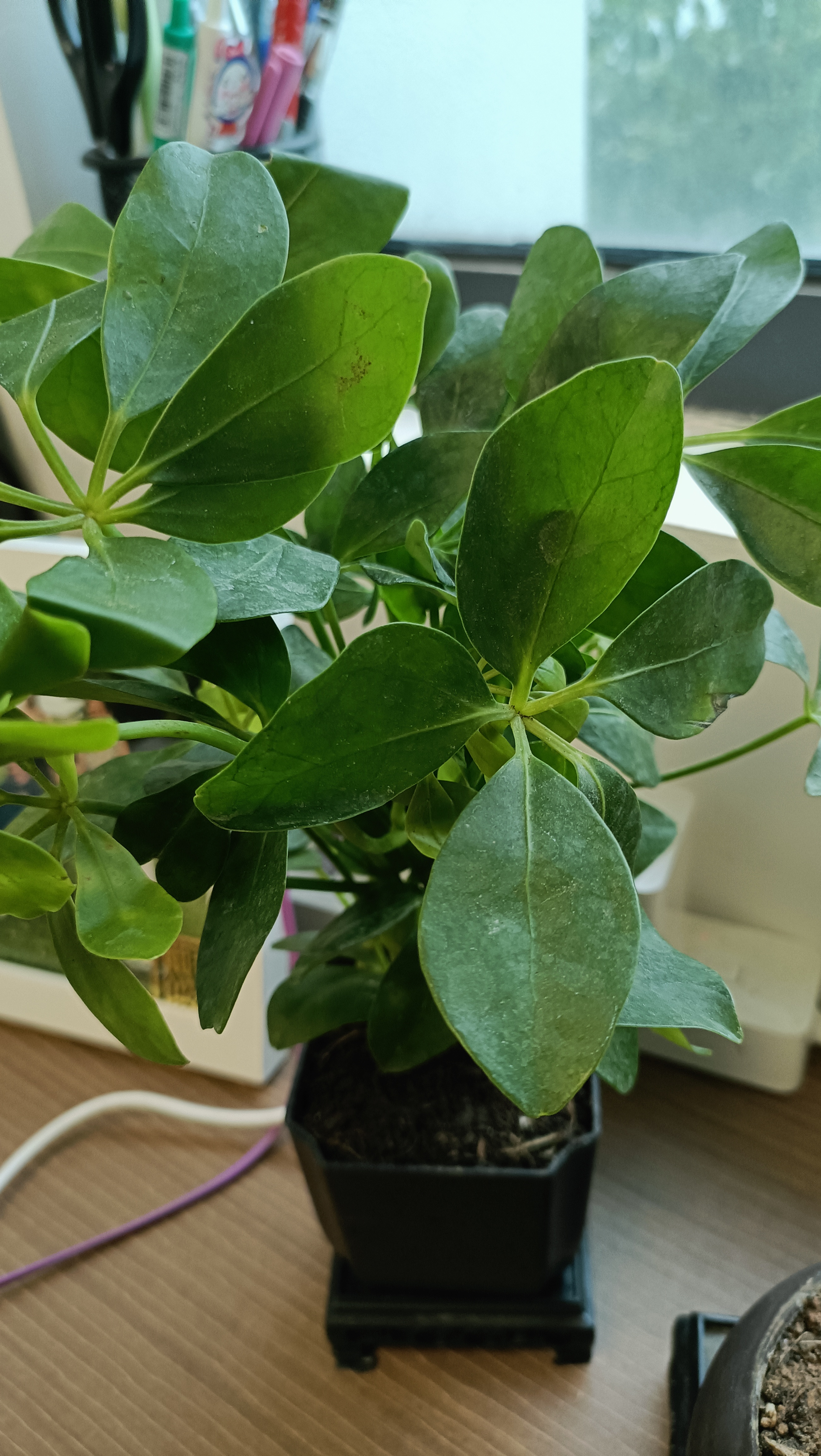 绿萝文竹九里香小叶赤楠禅意盆栽办公室桌面植物小盆景绿植花卉苗 鸭脚木+舍得盆+方底托+青苔 实拍图