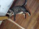 力狼猫粮 幼猫成猫通用天然猫食 宠物店猫咪主粮 牛肉味10kg20斤 实拍图