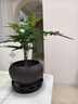文竹盆栽绿植花卉盆景植物室内客厅水培文松云竹文竹大苗四季常青 文竹+舍得陶瓷盆+塑料圆底托 高度15-25cm 实拍图