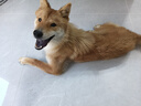 疯狂小狗狗粮 中大型幼犬成犬 鸡肉燕麦呵护肠胃通用粮2kg/4斤 实拍图