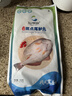 仙泉湖三去斑点尾鲈鱼1斤单条净膛后冷冻肉厚刺少海鲜水产生鲜食材 实拍图