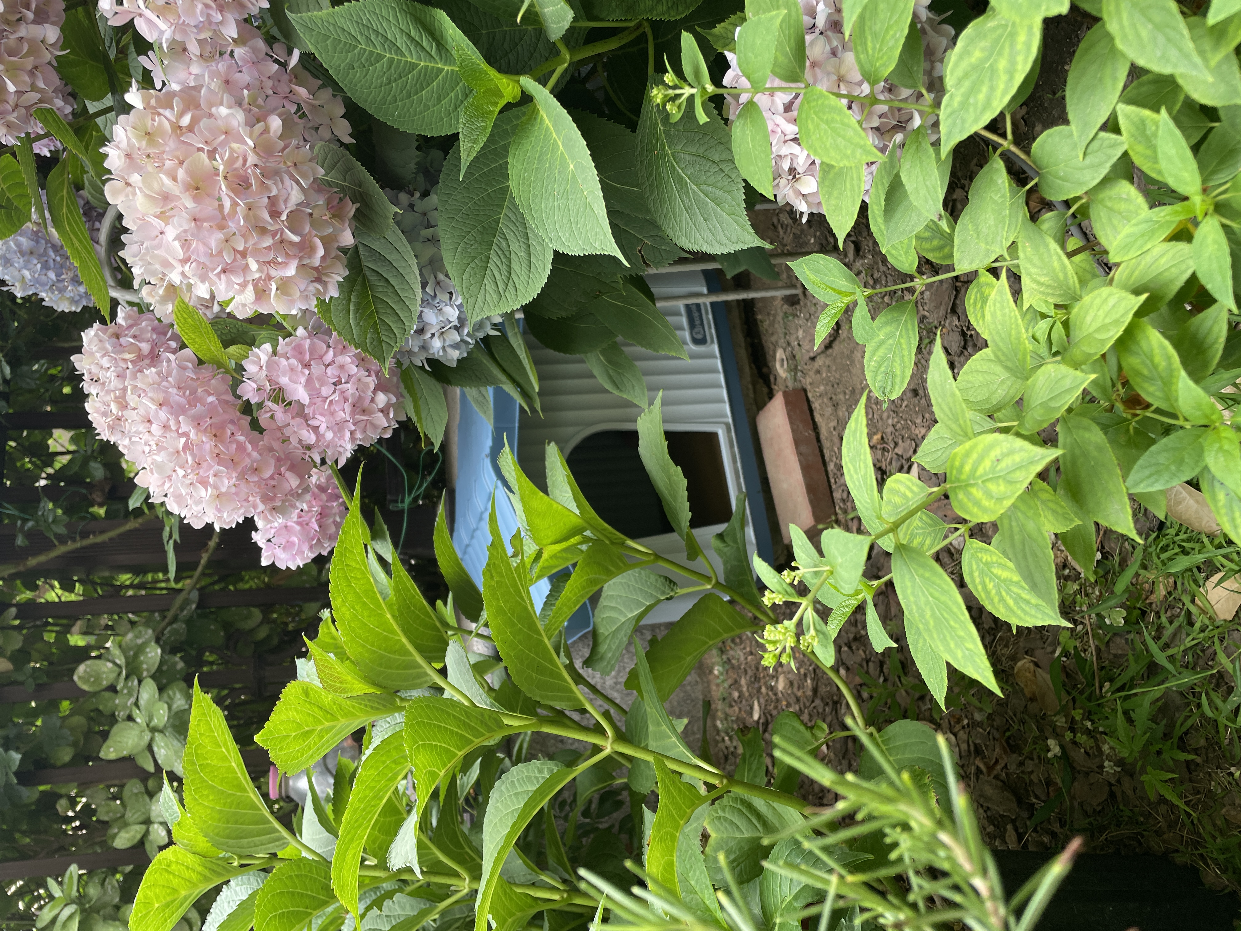 华元宠具（hoopet）户外猫窝四季通用室外防雨防晒全封闭式猫屋安全感流浪猫户外房子 【15斤】户外猫窝-蓝色（防雨防晒防风防寒） 实拍图