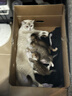 LEGENDSANDY蓝氏全价猫粮成猫幼猫生骨肉冻干粮 猎鸟乳鸽500g 实拍图
