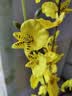 爱已装糖仿真花绿植假花花瓶插花diy花束塑料花客厅摆件装饰花跳舞兰1束 实拍图