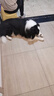 冠能狗粮大中型犬成犬狗粮15kg  稳固免疫 全价狗粮 实拍图
