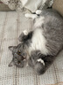 多特思猫零食猫条混合口味15g100支0添加0诱食剂防掉毛成幼猫咪鱼油罐头 实拍图