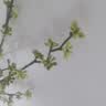 爱已装糖仿真绿植假花花瓶插花单支diy花束塑料花客厅摆件装饰花相思果1束 实拍图