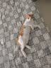 舒腾中华田园小猫咪活体田园猫宠物家养猫咪橘猫幼猫活体土猫狸花猫咪 田园级 橘白 公（幼猫两个月左右） 实拍图
