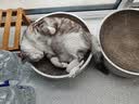 红狗营养膏58g*3支 猫咪营养膏猫咪维生素微量元素狗狗 实拍图