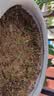 ldeal理想农业 四季小香葱种子阳台盆栽种植蔬菜种籽小葱种子 约1500粒 实拍图