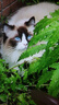 玫斯（metz）猫粮无谷天然猫粮成猫幼猫全阶段鲜肉孕猫全价奶糕猫粮 玫斯无谷鲜肉全猫粮10KG 实拍图