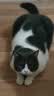 卫仕（NOURSE）五拼冻干猫粮鲜肉全阶段成幼通用猫乳鸽鹿肉猫咪宠物营养无谷主粮 20%鸡肉冻干5kg 实拍图