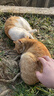 腆宠宠物航空箱小号 猫咪航空箱猫狗 猫包猫笼外出车载猫箱狗狗托运 实拍图