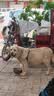 疯狂小狗中大型犬狗粮成幼犬10kg宠物金毛彩虹魔方鸡肉&鳕鱼犬粮20斤 实拍图