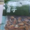 方家铺子中华老字号 七星严选大粒淡菜干300g贻贝干 舟山特产海虹非生蚝干 实拍图