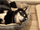 宝路狗粮 老年犬狗粮全价粮全犬种通用 牛肉味1.8kg*4 实拍图