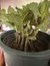 迷迭香苗盆栽可食用驱蚊植物香草薄荷苗绿植物室内煎牛排水培花卉 2盆迷迭香大盆苗约20cm高+加仑盆 实拍图