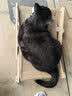 喵仙儿猫抓板猫窝剑麻不掉屑猫躺椅实木猫床耐抓猫沙发四季通用猫爬架 实拍图