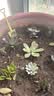 多肉植物组合3-5厘米卷好盆栽耐干旱好养新手基地玉露绿植盆栽 【不重复3-5cm】28棵多肉有玉露 实拍图