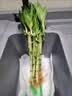 沭之美开运竹水培植物绿植花卉 开运竹高约50cm10支不含瓶 源头直发 实拍图