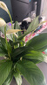 年宵花【热销款】白掌一帆风顺盆栽水培植物绿植过年装饰摆件年货 特级白掌带花+繁星自吸盆 实拍图