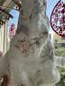 欧孕（OUYUN）婴儿尿布可水洗纯棉宝宝戒尿不湿训练裤新生儿尿戒子 林野荫伴L 实拍图