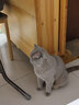 领先成猫尝鲜礼包主食级烘焙猫粮猫条餐盒汤包（新老款随机发货） 实拍图