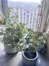 泰西丝灌木月季花树苗庭院阳台花卉绿植四季浓香盆栽蔷薇玫瑰花源头直发 实拍图