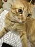 网易严选猫用薄荷饼干宠物幼猫成猫猫咪零食饼干薄荷味 95克*8罐 实拍图