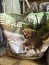 耐威克冻焙生骨肉冻干肉松三拼犬粮8kg 中大型犬专用 实拍图