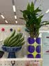 临雅佛手柑水养绿植水培植物佛手瓜室内盆栽插花A+级大果2颗源头直发 实拍图