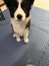 冠能狗粮大中型犬幼犬狗粮2.5kg 全价狗粮 含牛初乳 实拍图