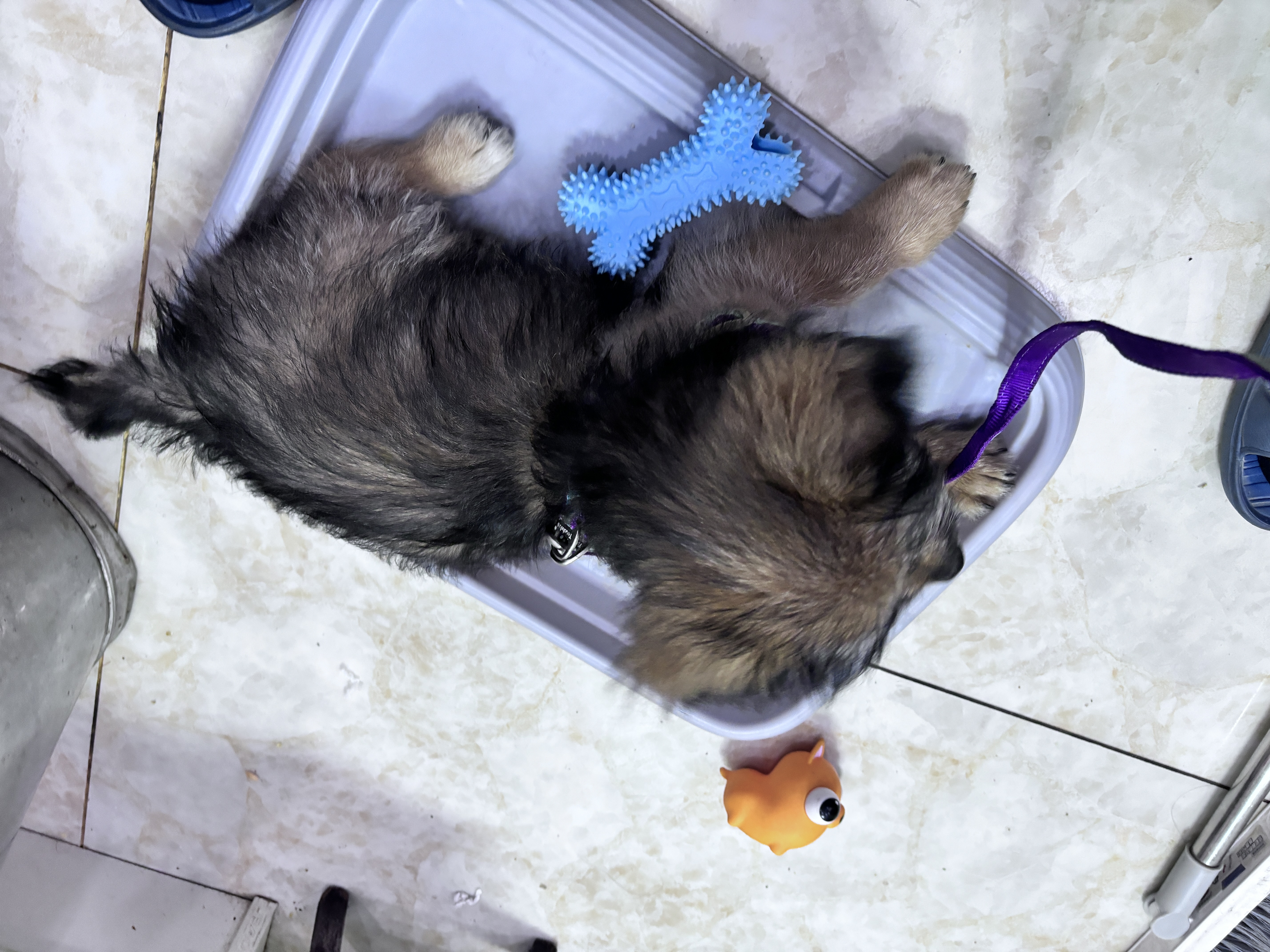 腆宠狗笼狗窝狗笼子大型犬中小型犬带厕所猫笼家用室内宠物笼子狗围栏 实拍图