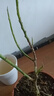 意轩白兰花盆栽黄桷兰嫁接白兰花苗十里飘香兰花树苗黄兰盆栽地栽苗 白兰5年苗【带花苞】 实拍图
