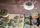 三思京东集采JC系列植物补光灯仿太阳全光谱 植物灯 盆栽夹子灯-5W 实拍图
