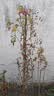 行湘爬藤月季花苗绿植盆栽爬墙花卉 红色龙沙50-70cm（1棵）源头直发 实拍图