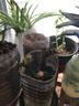 玫瑰花苗老桩绿植物盆栽月季蔷薇老根室内外阳台庭院特大花卉四季 56粉龙（老桩爬藤苗四季开花） 实拍图