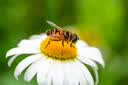 索尼（SONY）百微SEL100M28GM微距镜头FE 100mm F2.8 Macro GM OSS索尼G大师新品 【新款】100M28GM 微距 实拍图