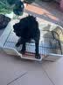 HELLOJOY狗厕所中型小型犬专用防踩屎便盆尿尿盆非不锈钢大小便神器狗砂盆 实拍图