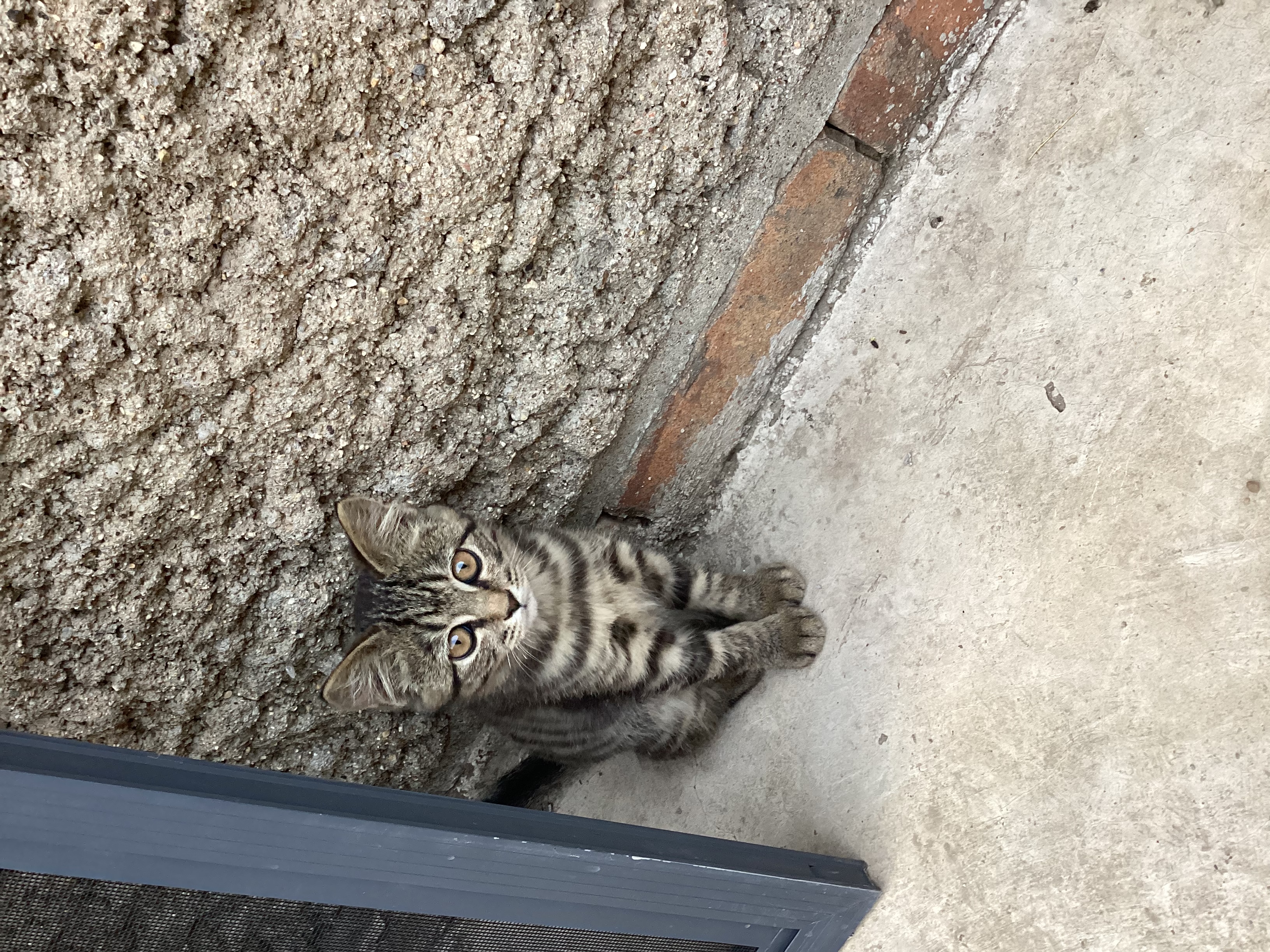 诚实一口P32全价猫粮成猫幼猫室内外低敏轻松蛋白易消化守护肠胃营养12kg 实拍图