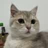 妙三多预防猫瘟猫鼻支英特威猫三联疫苗1针 实拍图